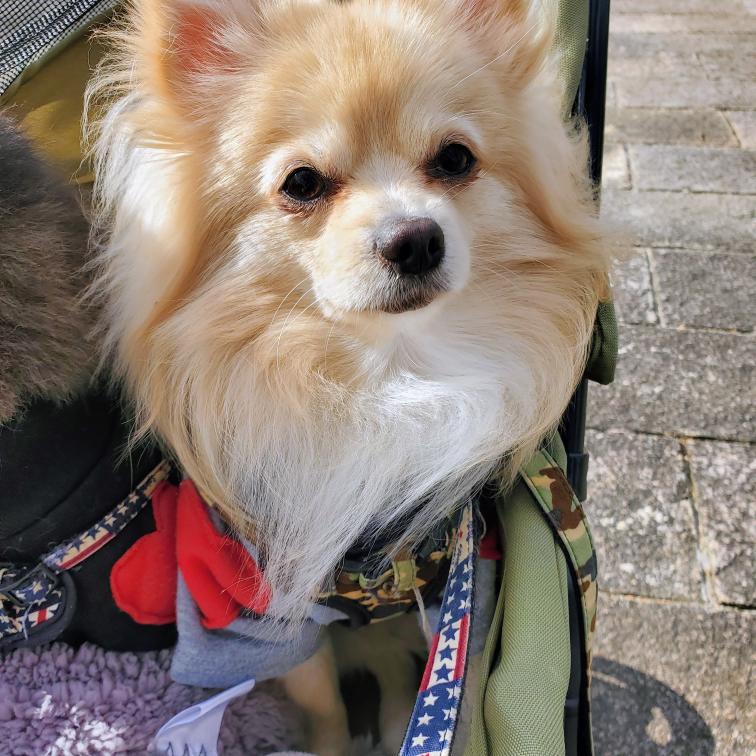 涙やけが気になっていた頃のもちまるくんの写真