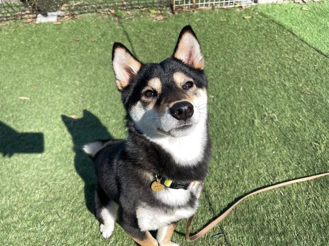 柴犬ゆずくんの写真（トップ画像）