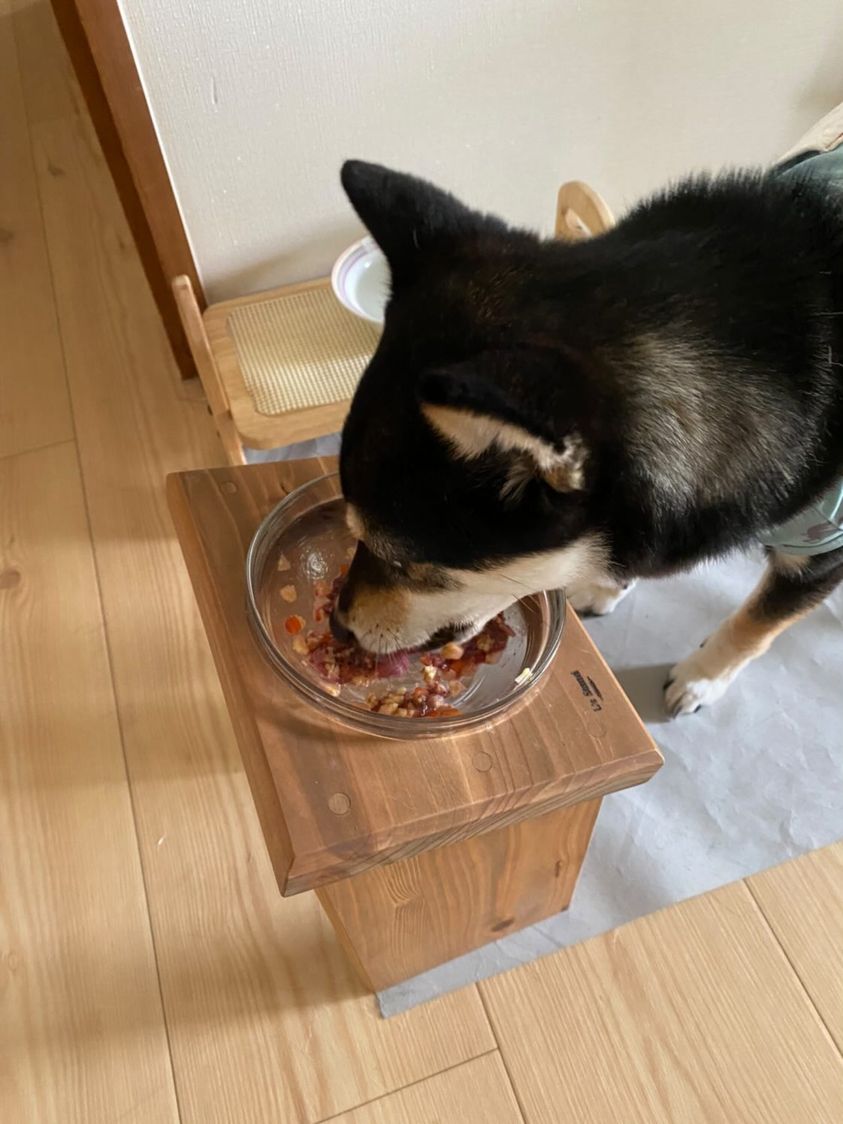 姿勢よくお座りする柴犬ゆずくんの写真