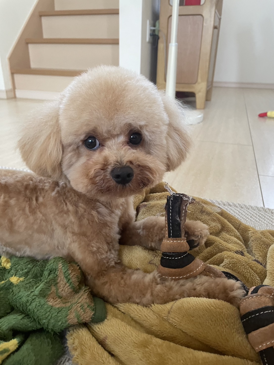 りきまるくんの写真