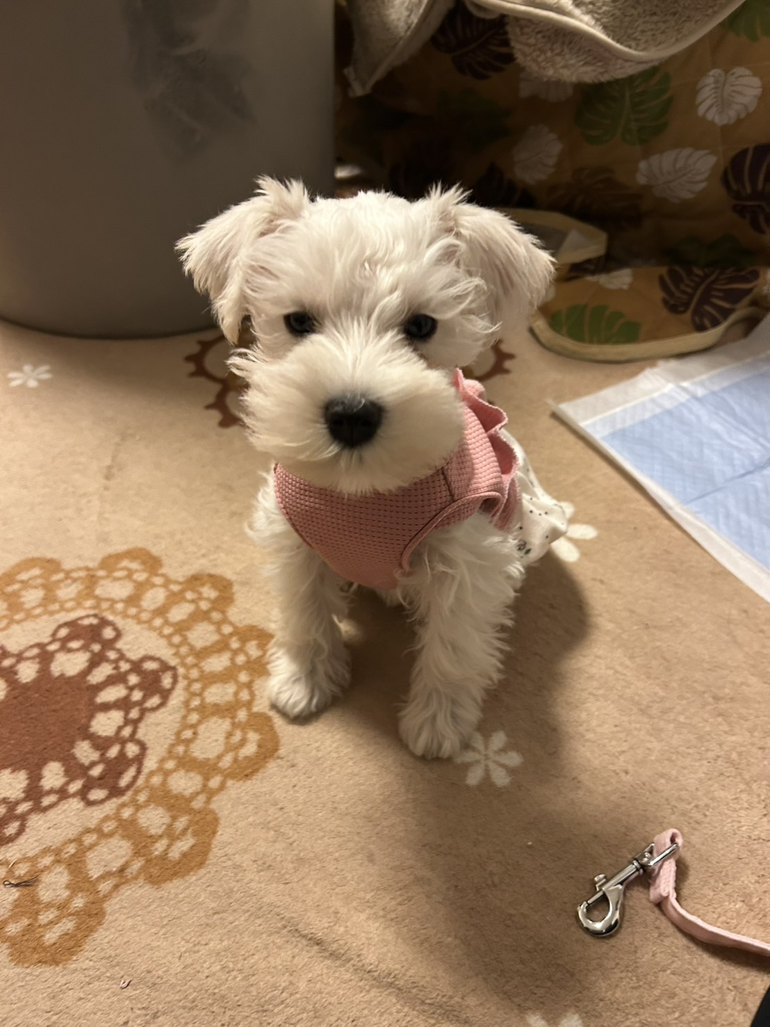 涙やけ改善後のイヴちゃん