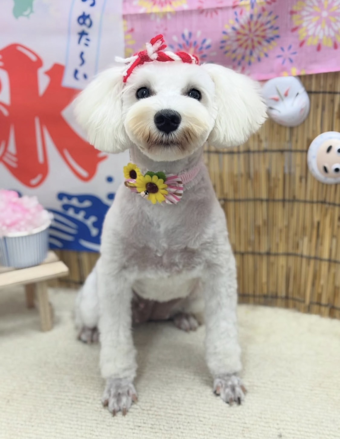 イヴちゃんの現在の写真