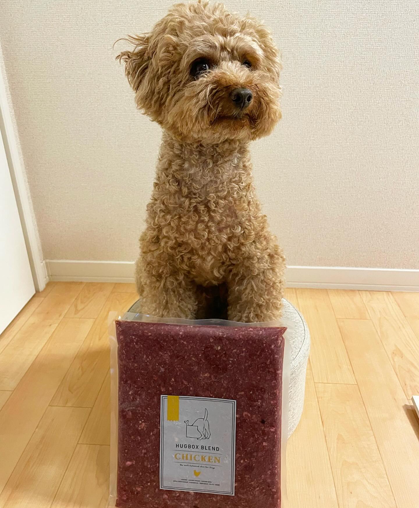 HUGBOXを前にしたトイプードルのJくんの写真