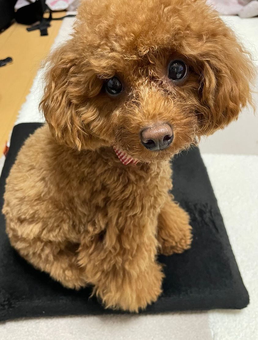 涙の量に悩んでいた頃のニコちゃん