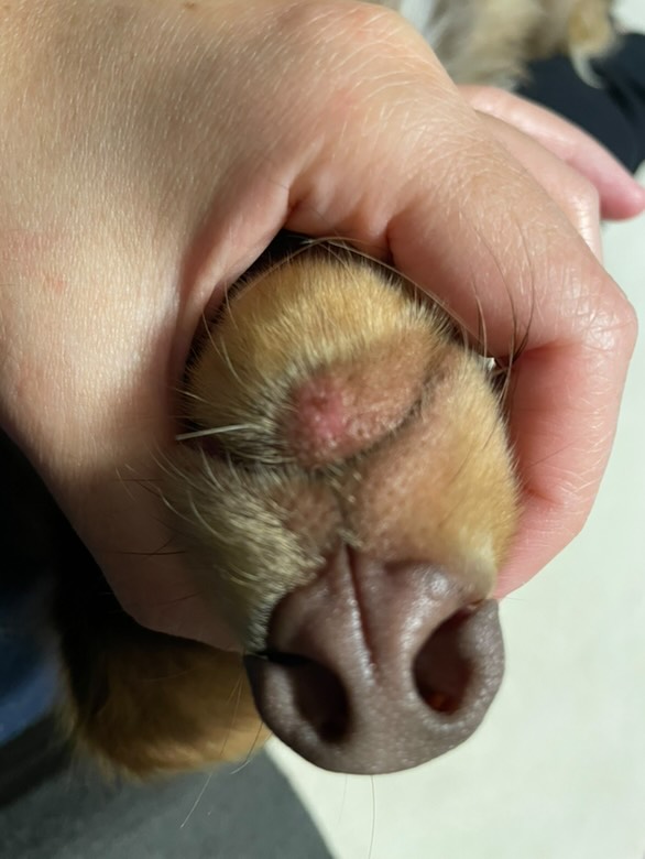 凪くんカイカイ時の写真