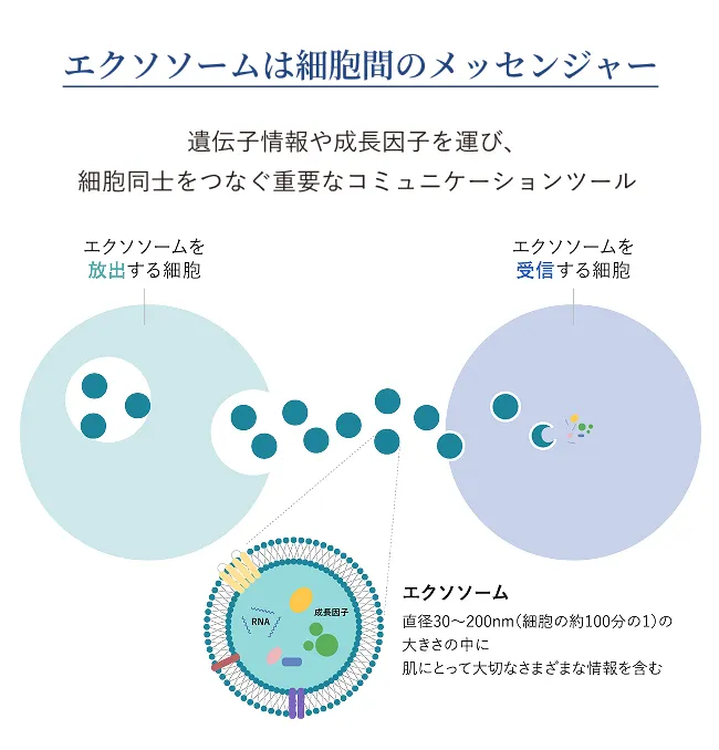 エクソソームは細胞間のメッセンジャー