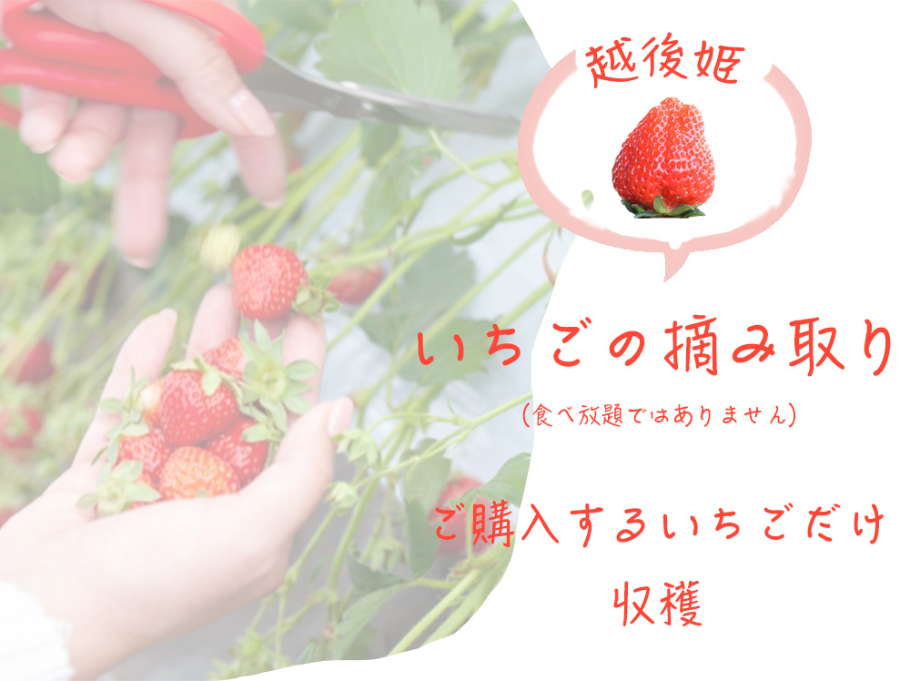 いちご狩り（越後姫摘み取り体験）のご案内 ｜【越後姫・桃薫】いちご