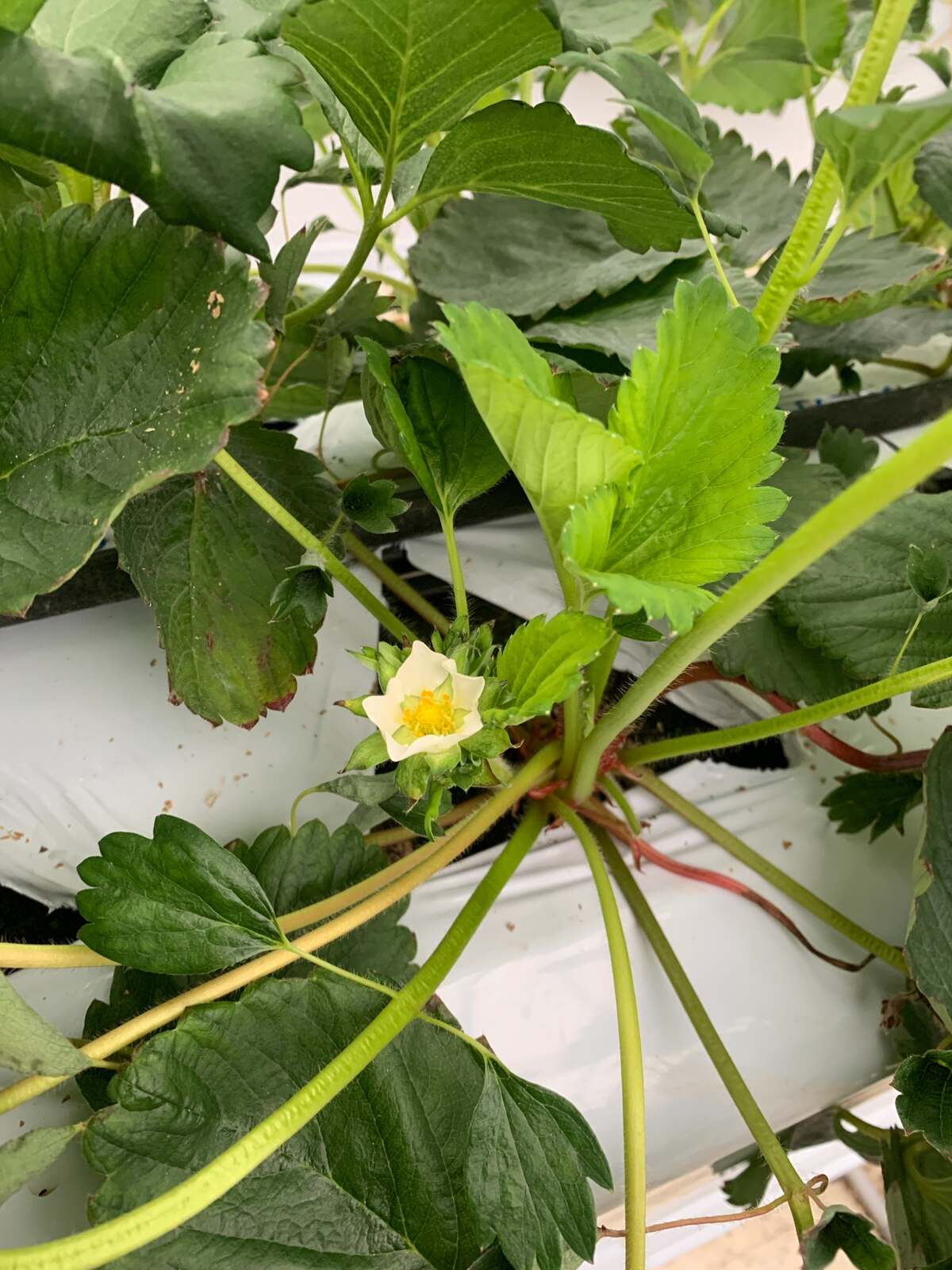 今シーズン最初に開花した越後姫の花
