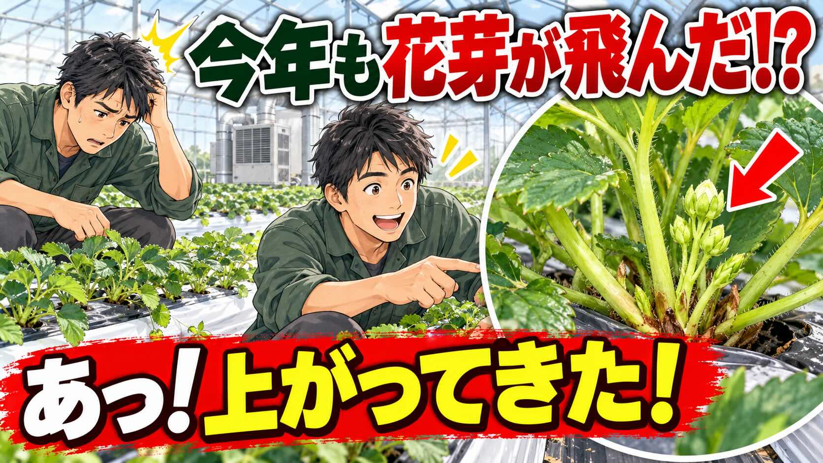 「花芽飛ばした？」と思ったら上がってきた（笑）温度でいちごの成長速度はどれくらい変わる？
