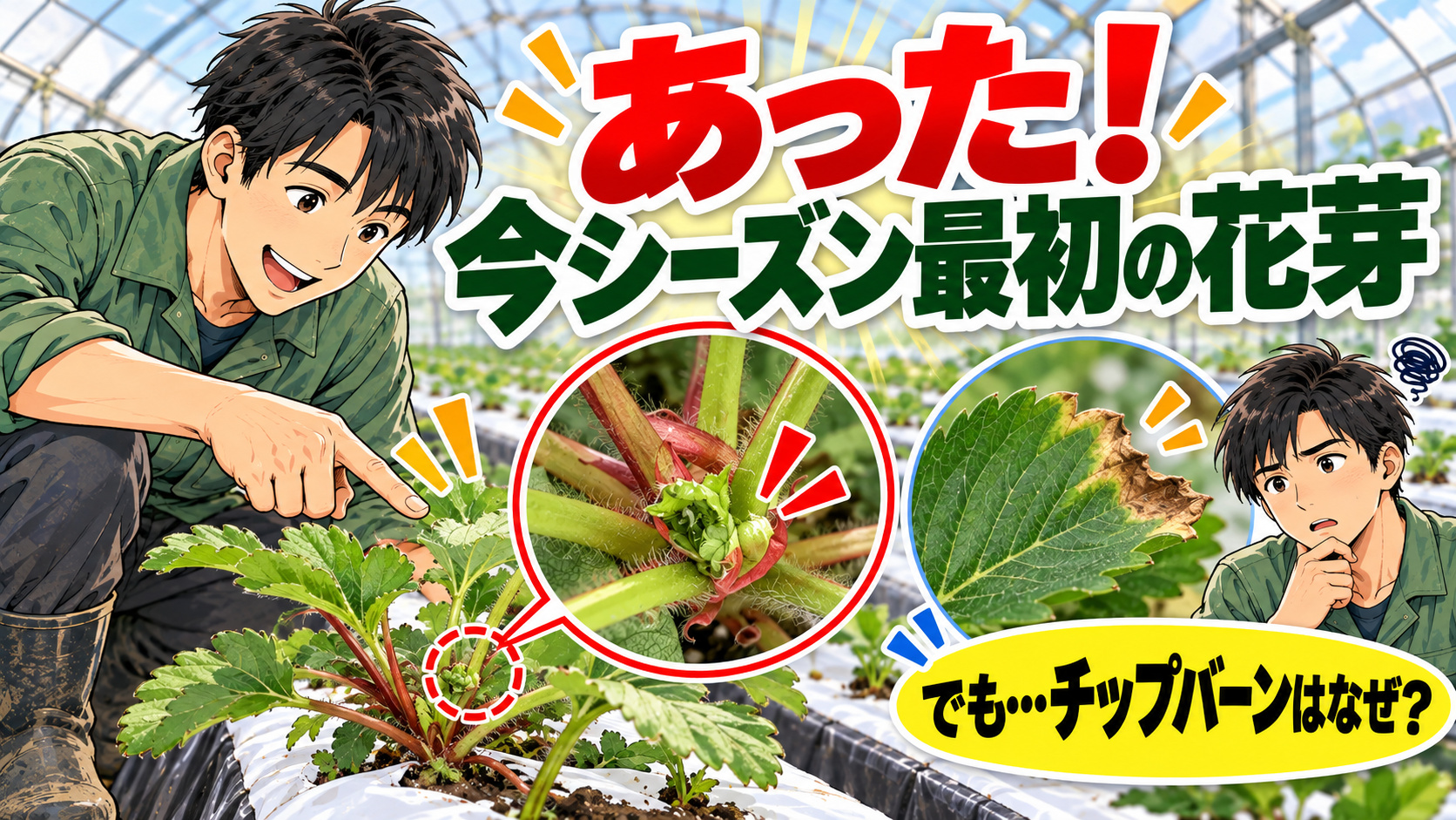 花芽が出てきた！でもEC0.5〜0.6なのにチップバーン。いちごでなぜ起こるのか徹底的に調べてみた