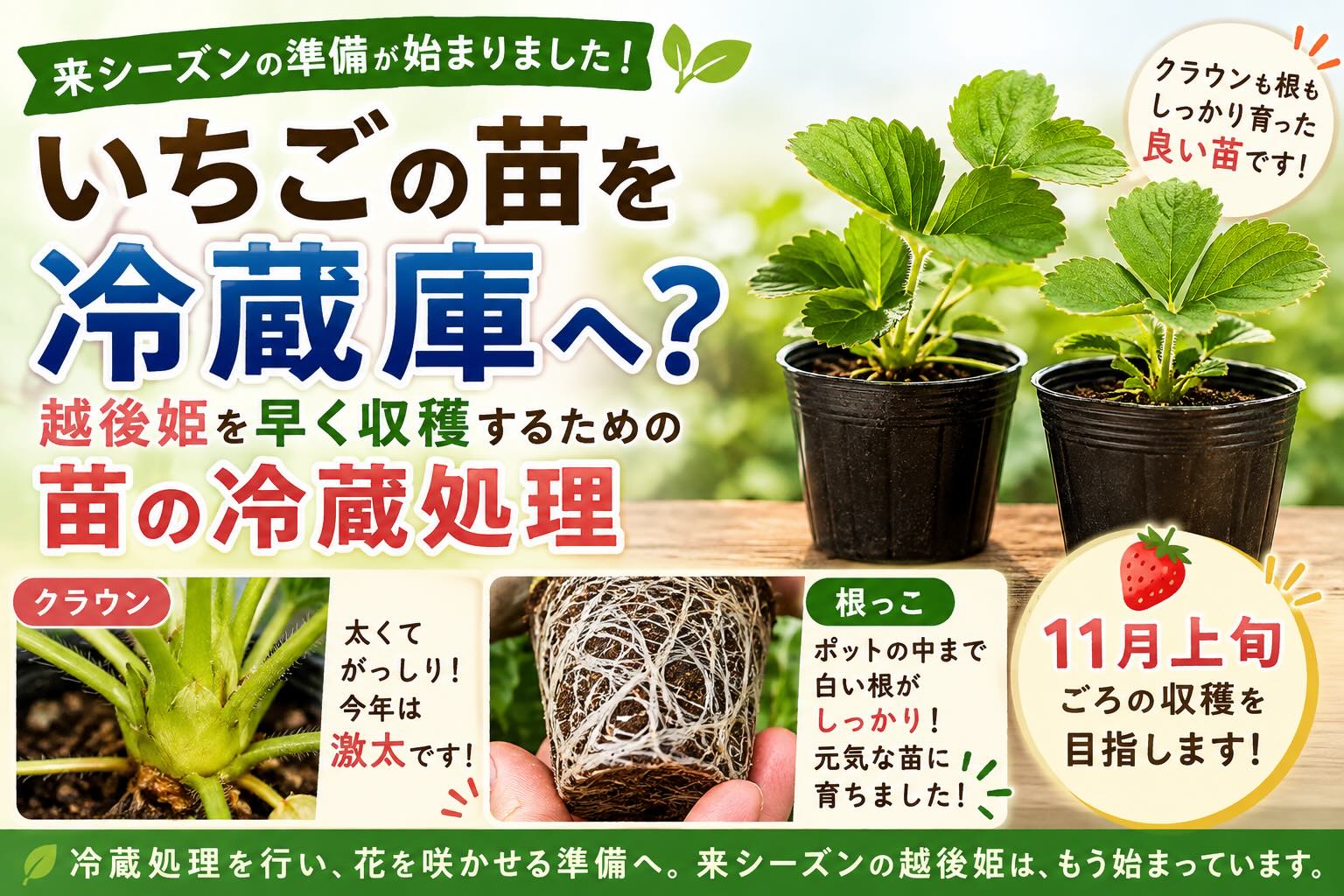 いちごの苗を冷蔵庫へ？11月上旬の越後姫収穫を目指す苗の冷蔵処理