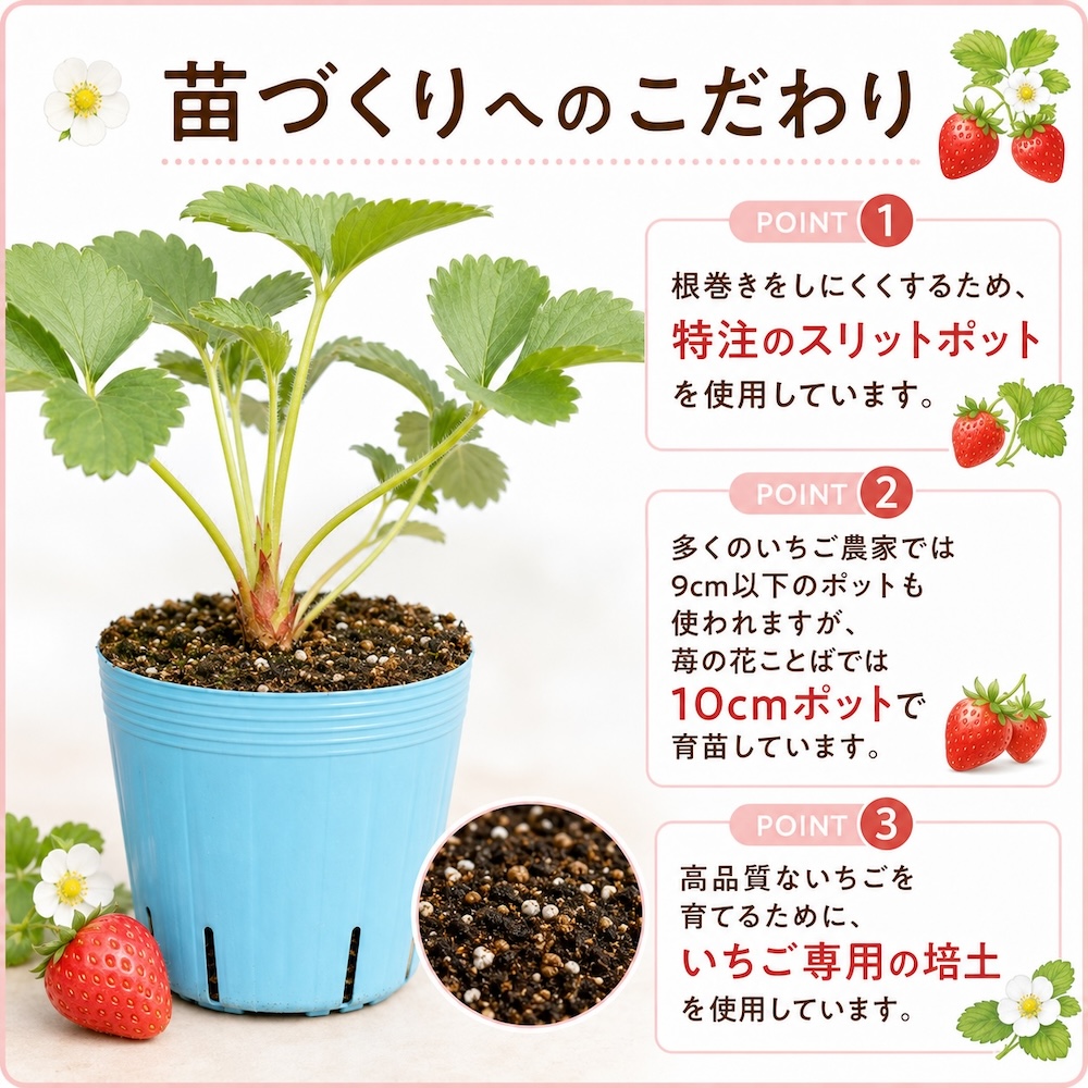 クラウンが太い越後姫大苗