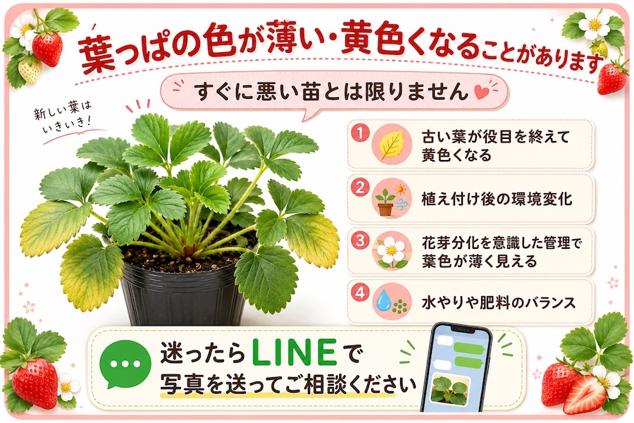越後姫大苗の葉っぱの色が薄い理由 黄色くなる理由
