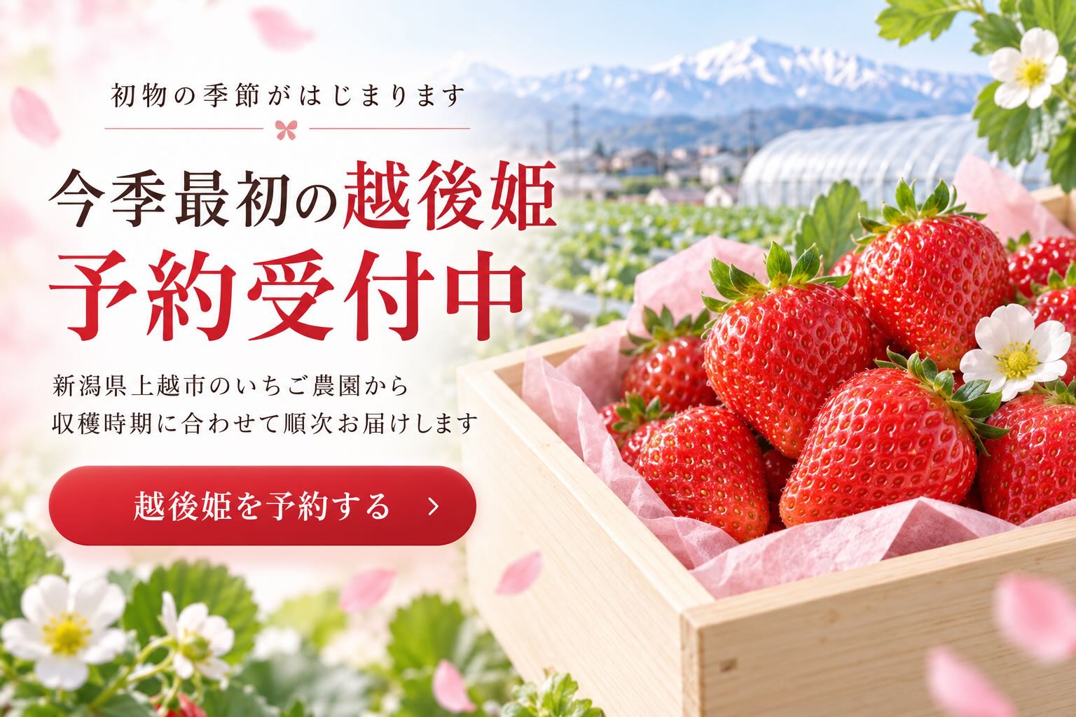 今季最初の越後姫 予約受付中