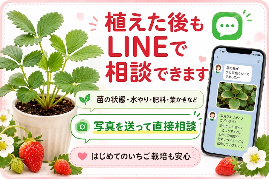 越後姫大苗 LINE栽培サポート