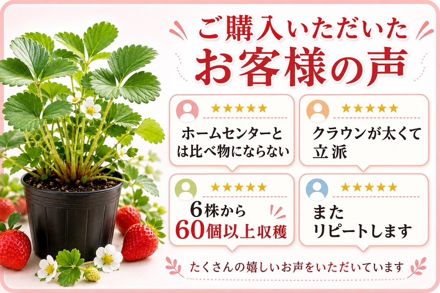 越後姫大苗をご購入いただいたお客様の声