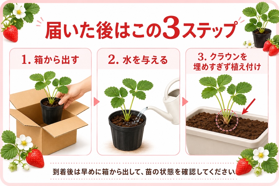 越後姫大苗 到着後の3ステップ