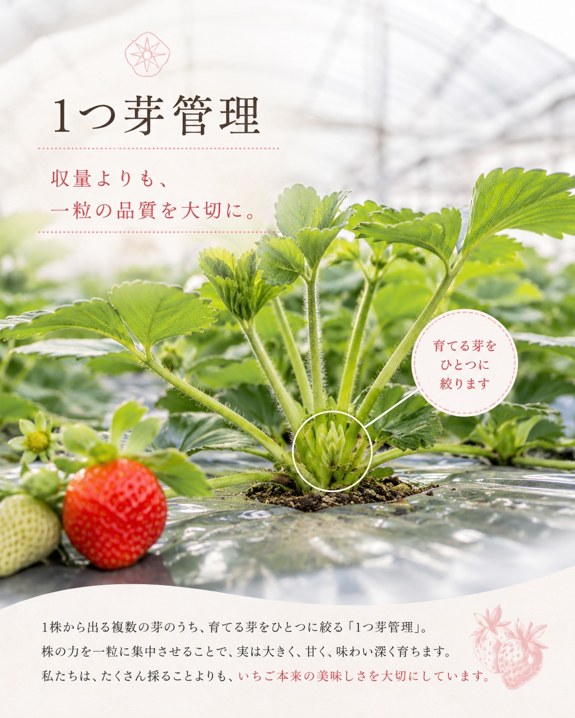 苺の花ことばの1つ芽管理