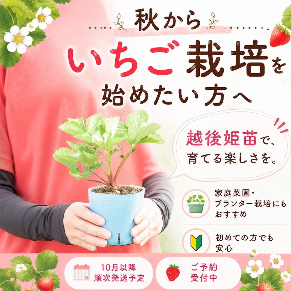 秋からいちご栽培を始めたい方へ 越後姫大苗 予約受付中