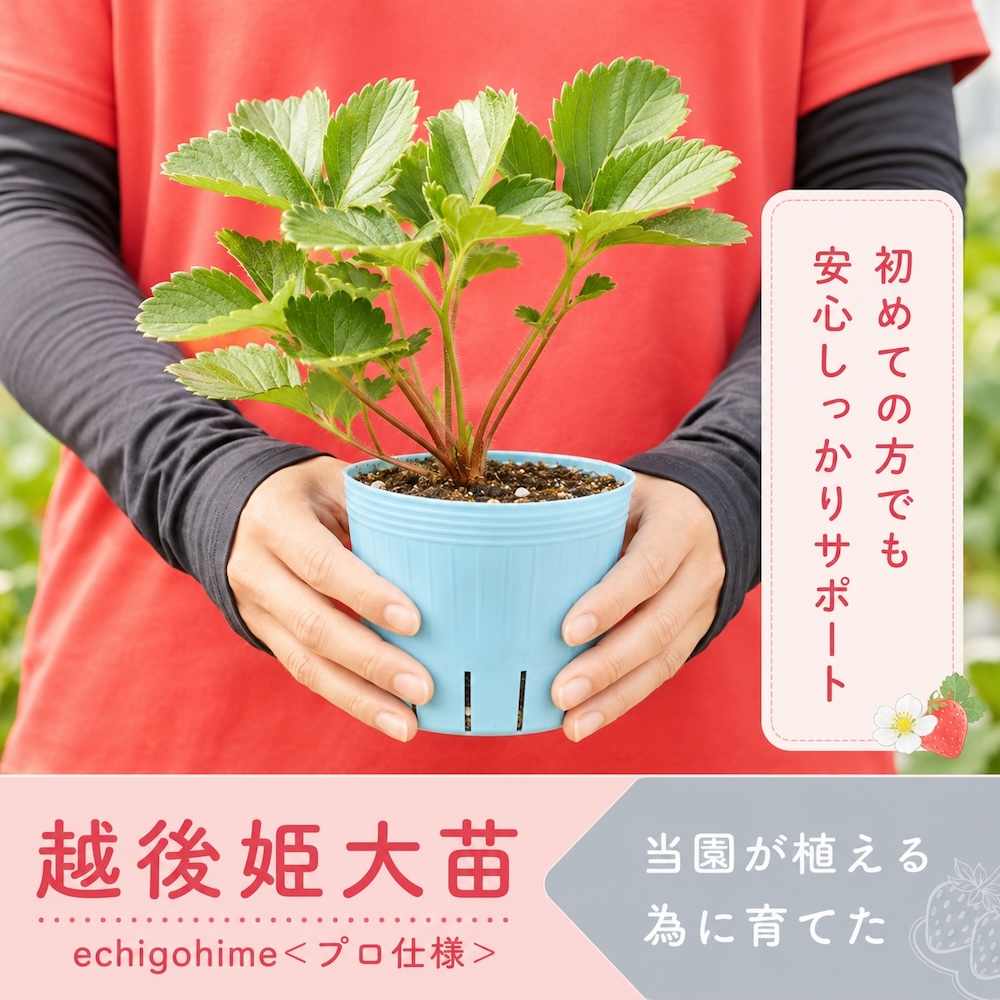 苺の花ことば 越後姫大苗