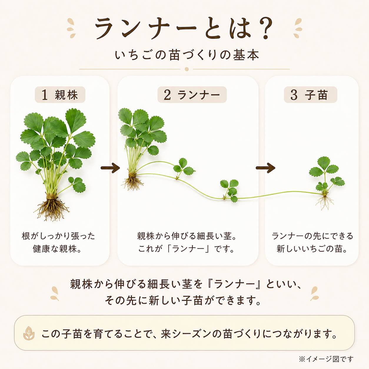 いちごのランナーとは何かを説明するイラスト