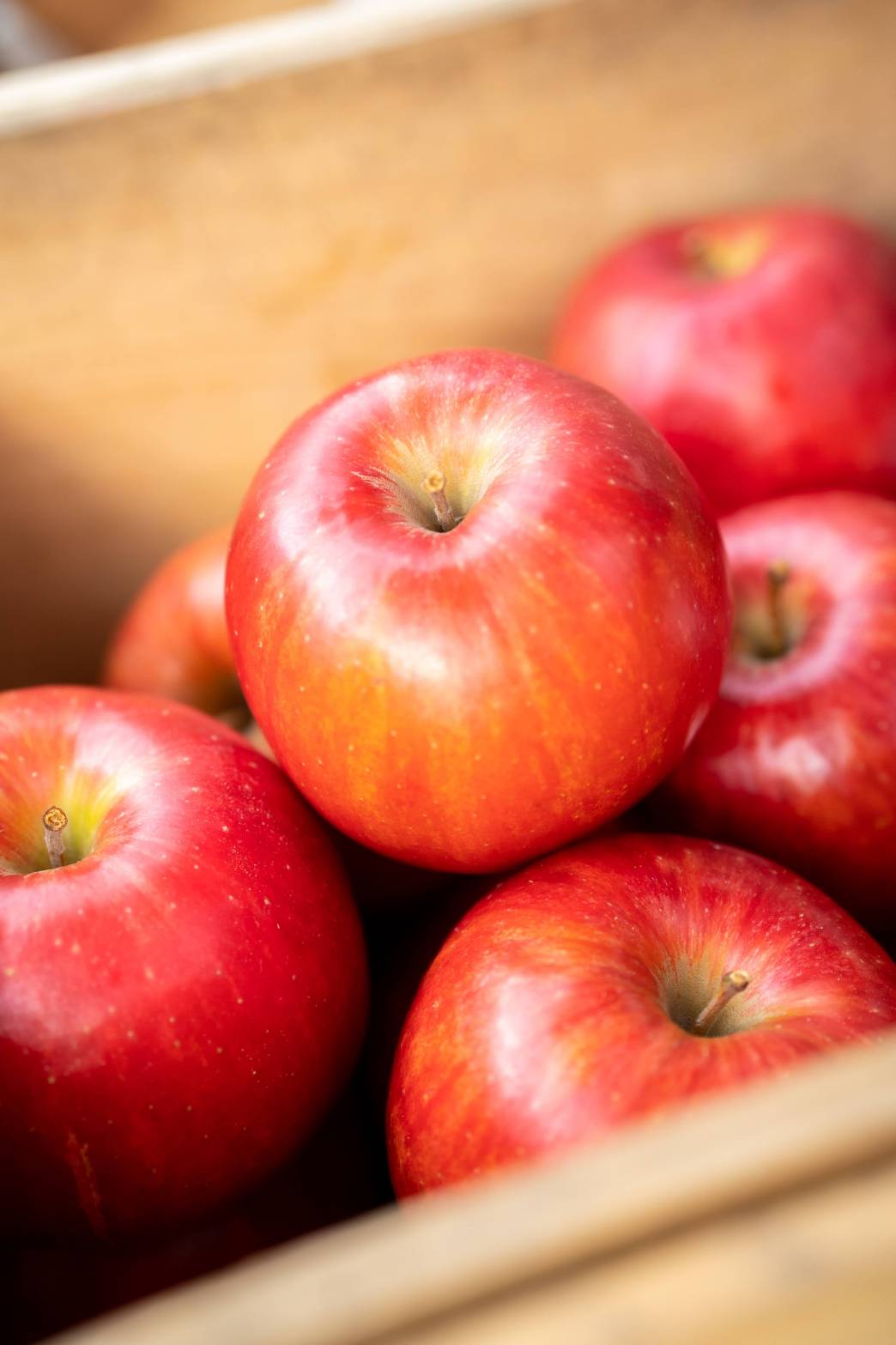 【送料無料10キロ・32〜36個】青森県産・直送りんご