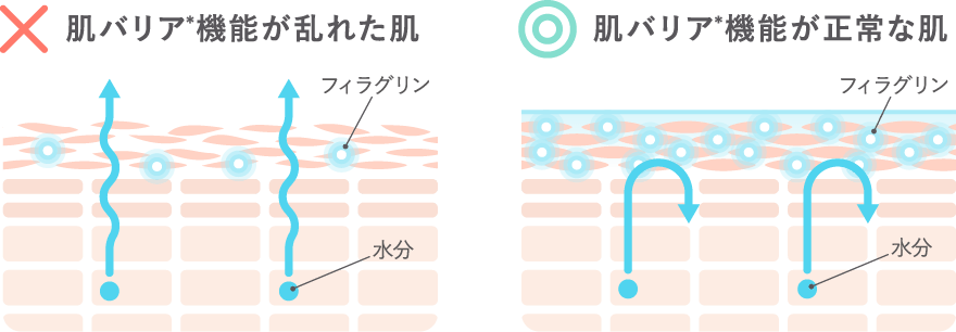 肌バリアを整えて、うるおい続く素肌へ