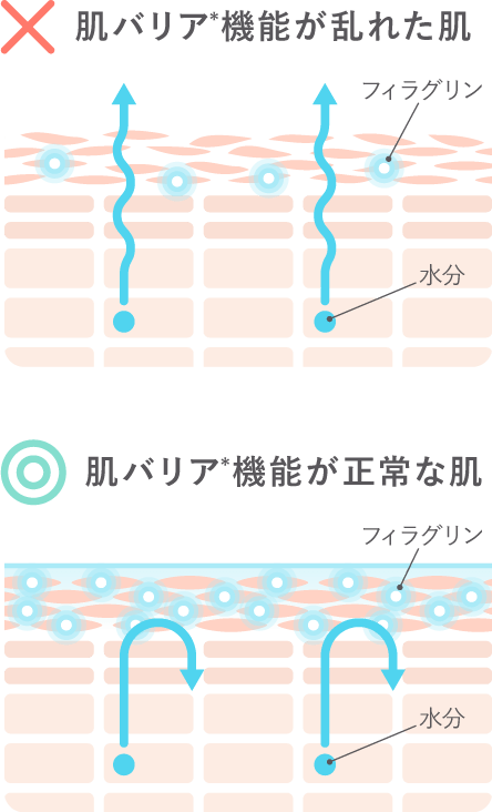 肌バリアを整えて、うるおい続く素肌へ