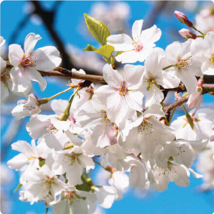 ソメイヨシノ葉エキス<