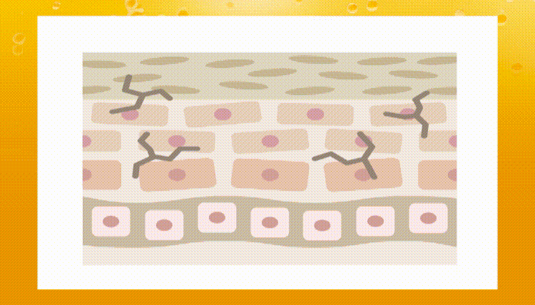 究極のハリ艶肌