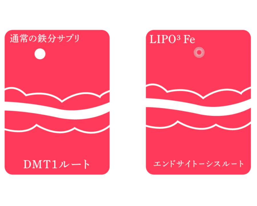 鉄の吸収経路の比較