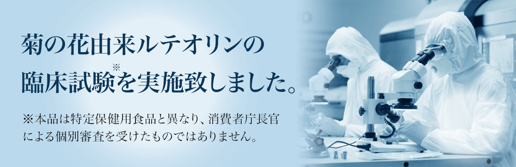 菊の花由来ルテオリンの臨床試験※を実施致しました。