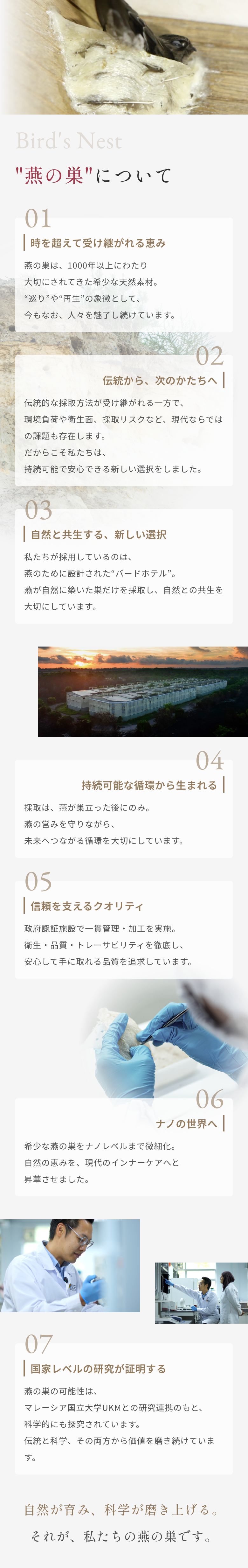 「燕の巣」について