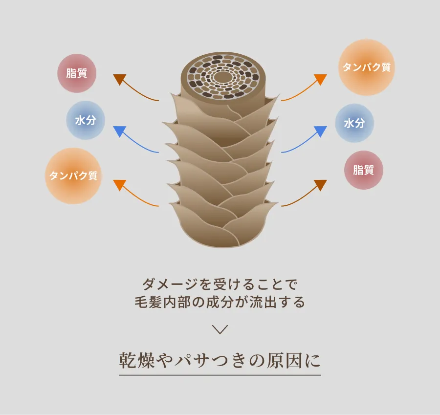 髪内部のイメージ画像
