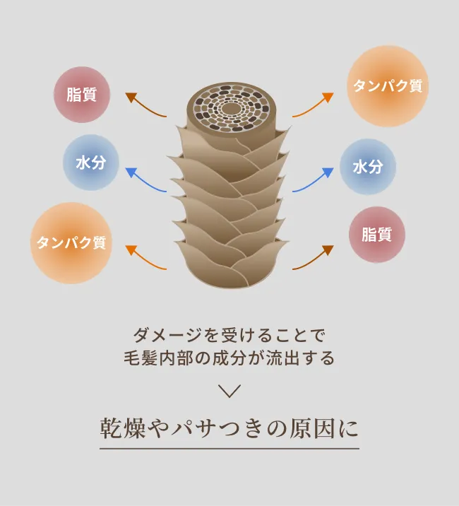 髪内部のイメージ画像