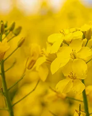 熱ダメージケア成分*6