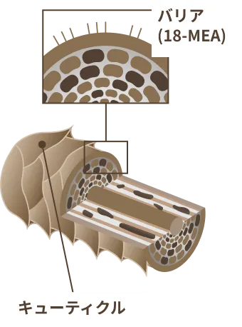 キューティクルが損傷しバリアが失われた状態