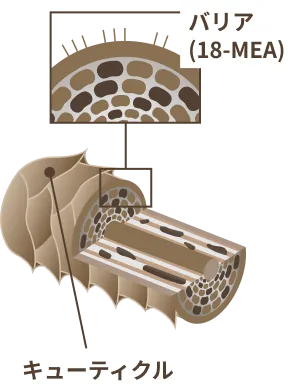 キューティクルが損傷しバリアが失われた状態