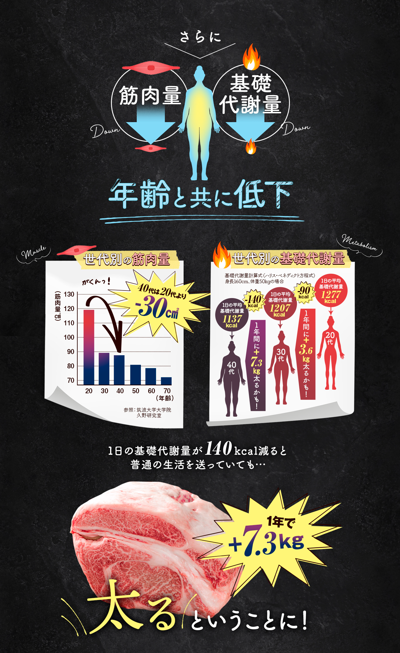 Caffetein　さらに筋肉量と基礎代謝量は年齢と共に低下