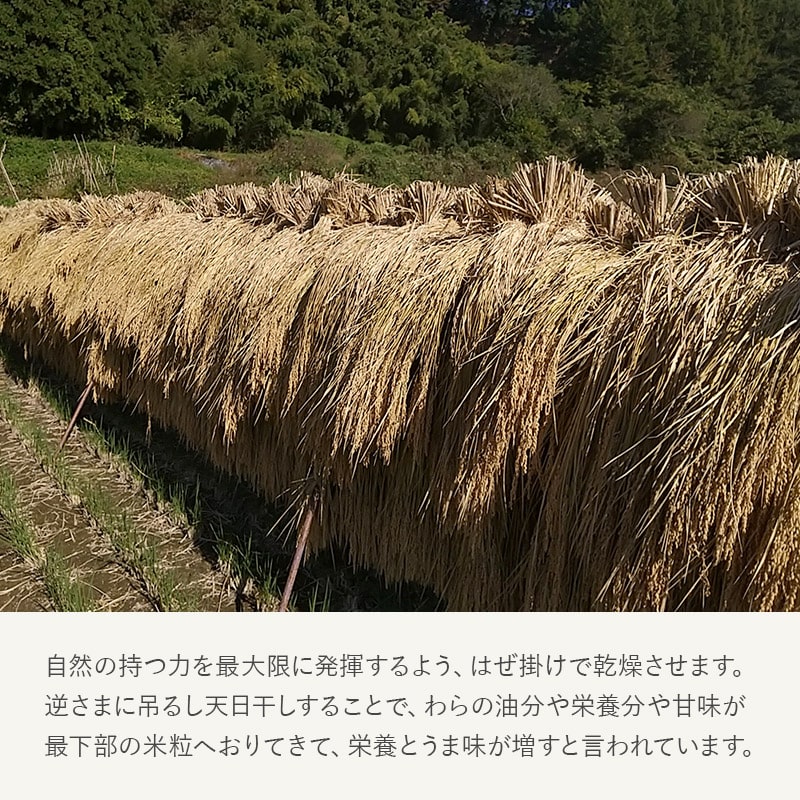 華密恋米 (令和7年度コシヒカリ)3kg