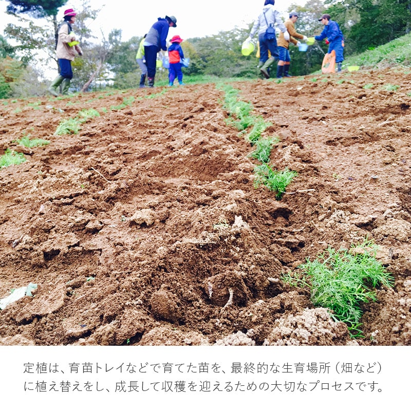 【1泊2日】カミツレの里 八寿恵荘 カモミール定植体験ツアー 大人/子供: 大人