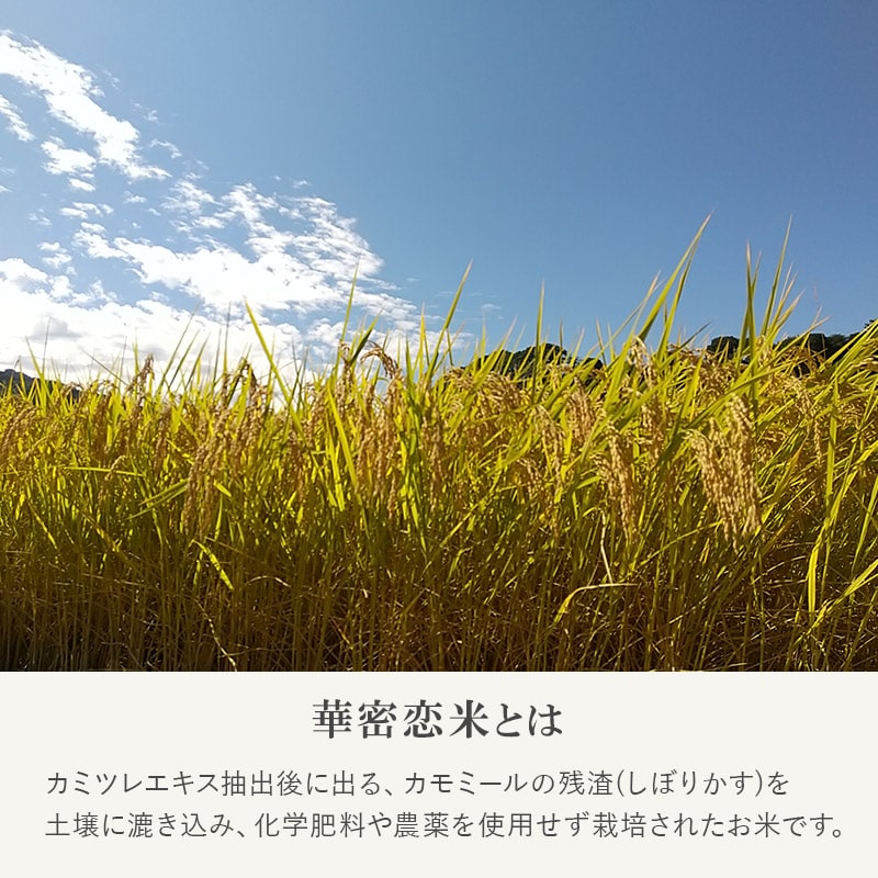 華密恋米 (令和7年度コシヒカリ)3kg
