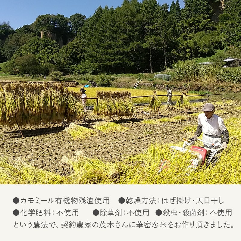 華密恋米 (令和7年度コシヒカリ)3kg