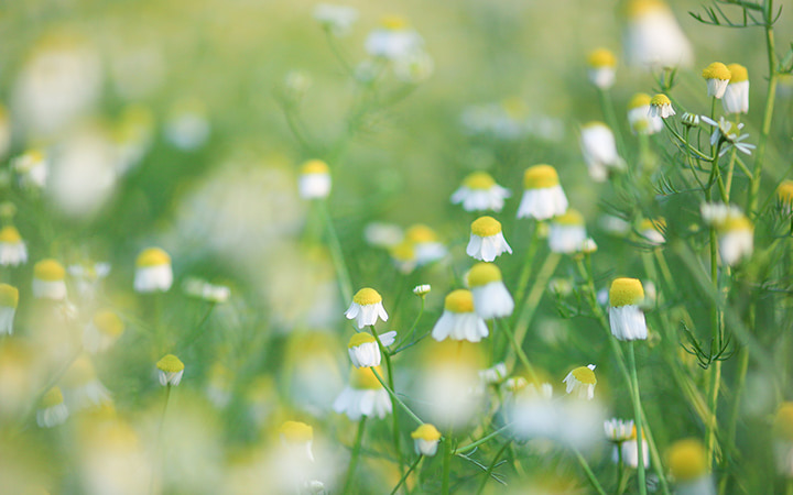 カモミールの花
