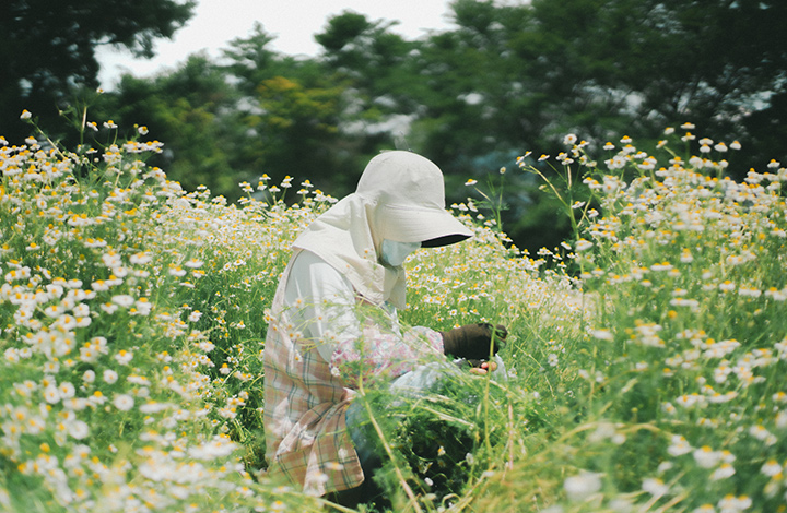 手摘み