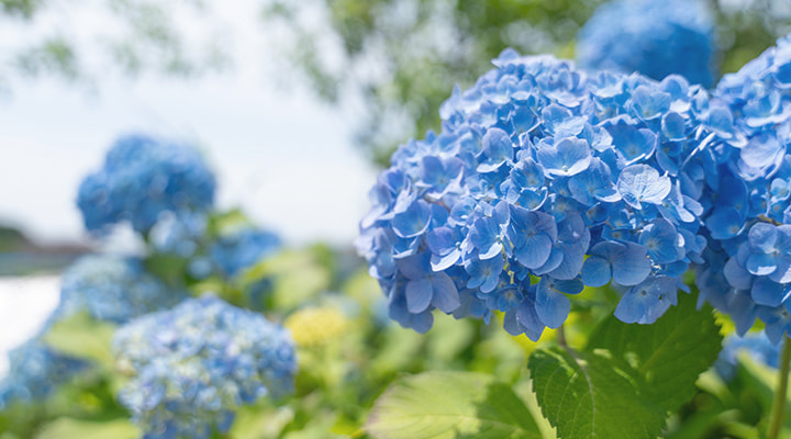 6月の気候のイメージ