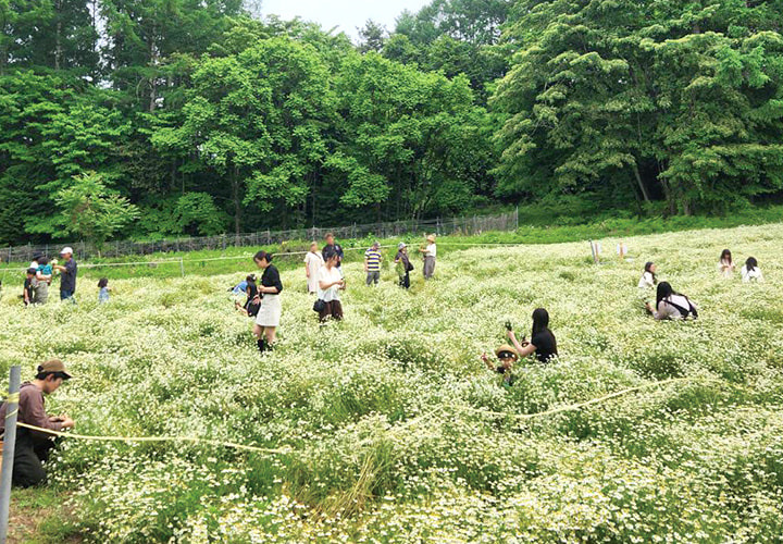 華密恋 カミツレ花まつり