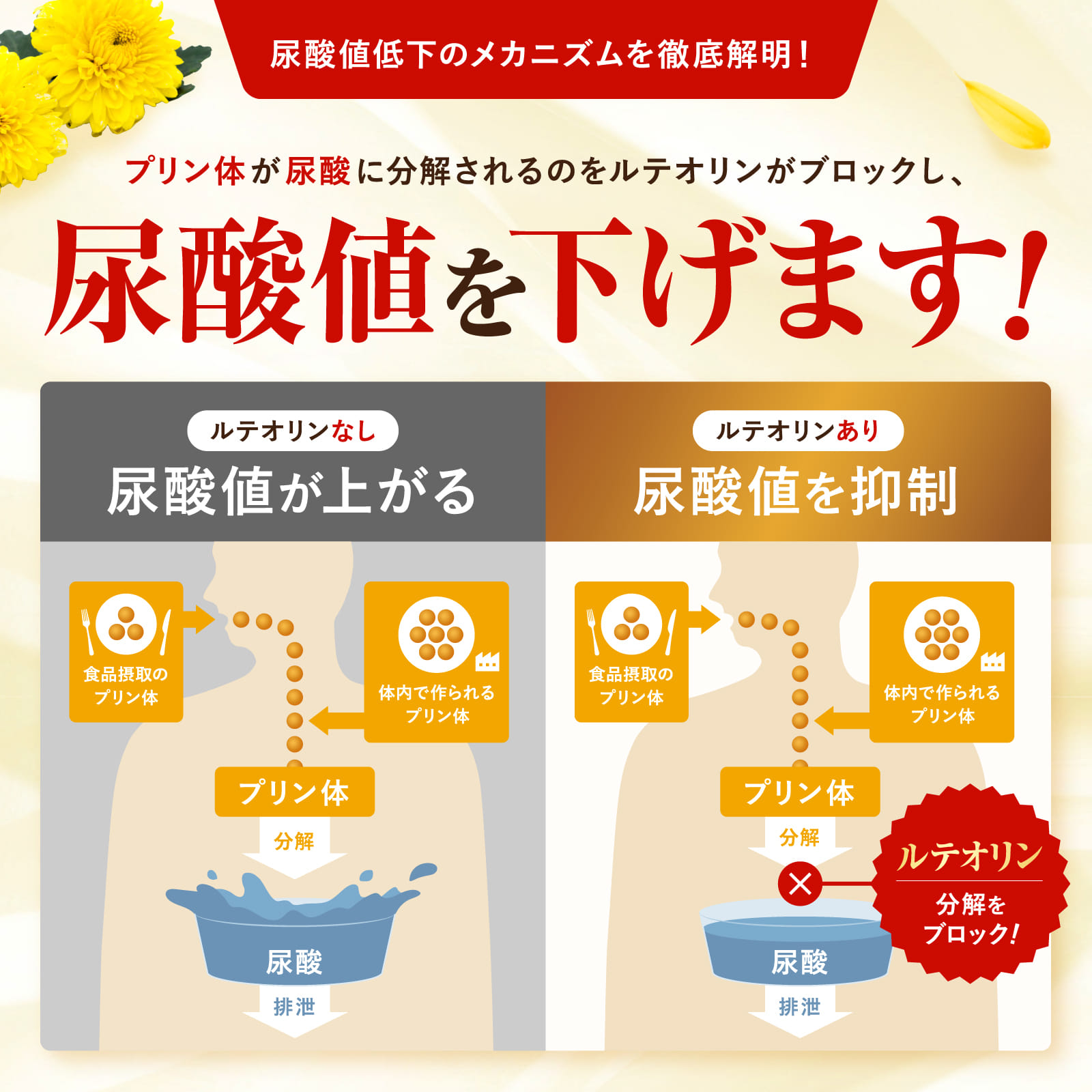 ルテオリンとGABAの極み