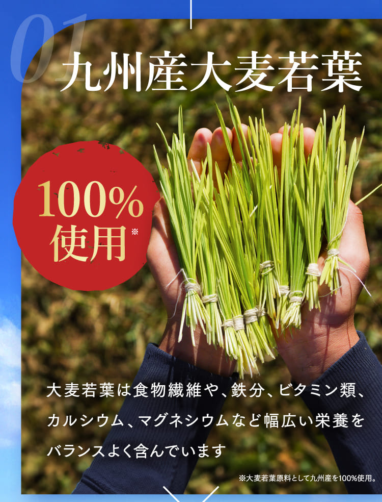 01 九州産大麦若葉