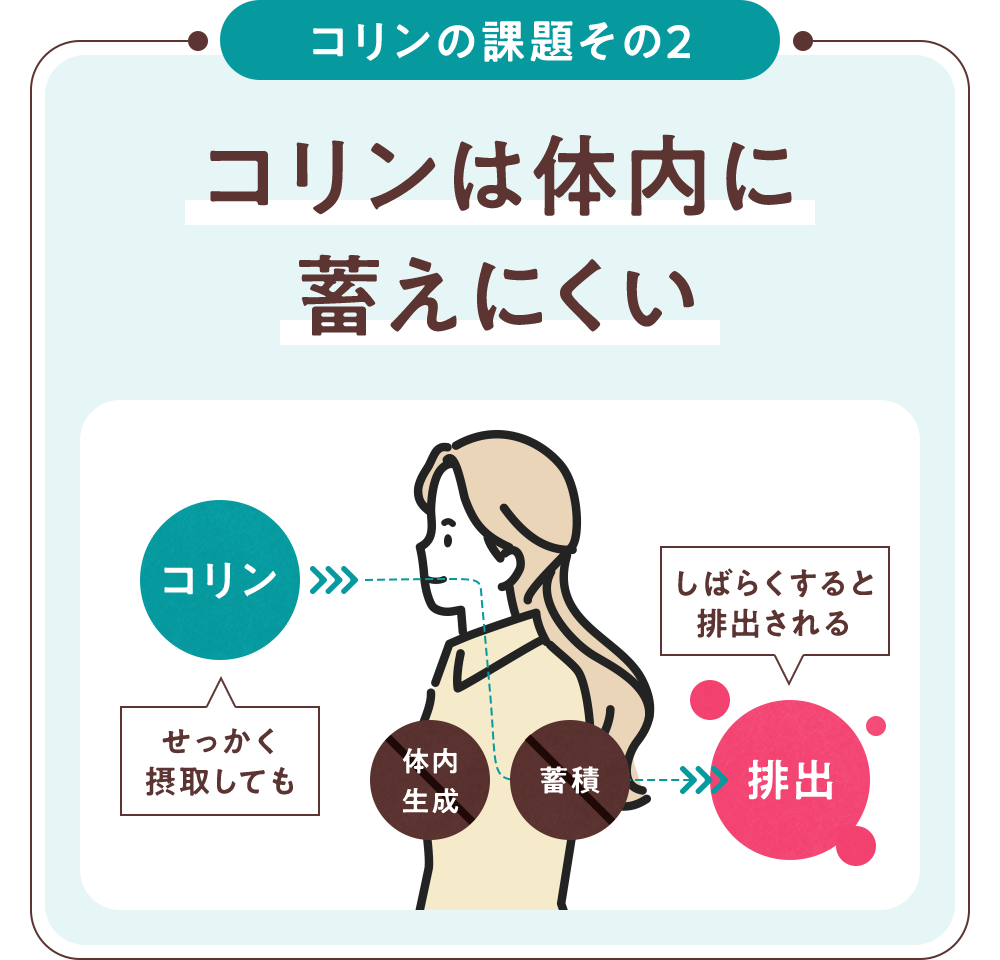 コリンは体内に蓄えにくい